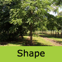 Black Walnut Tree, Juglans Nigra 20 - 60cm Trees, GOOD WOOD + AWARD **FREE UK MAINLAND DELIVERY + FREE LIMITED 3 YEAR TREE WARRANTY**